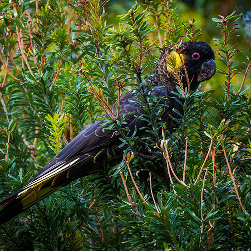 Black parrot